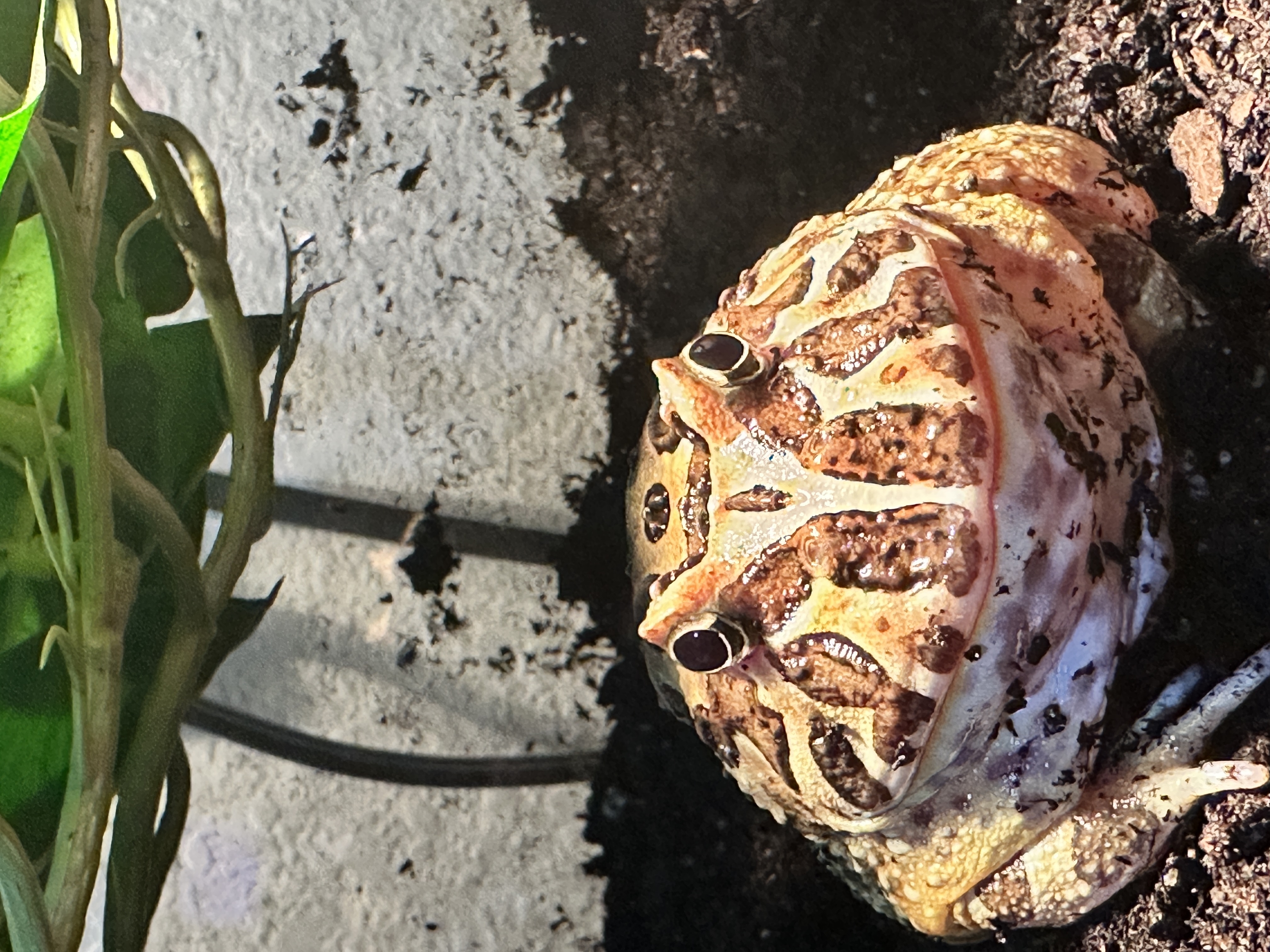 My Pacman Frog